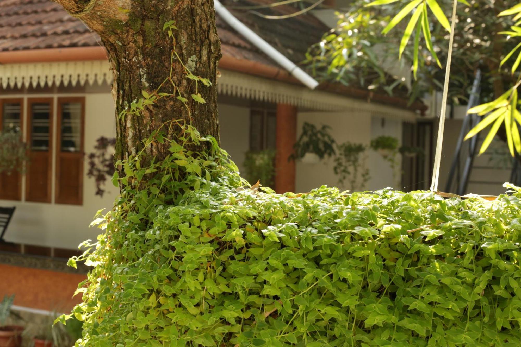 Mi Casa Tu Casa Homestay Kochi Exterior photo